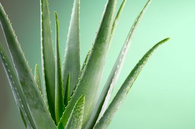 Aloe vera Creme selber machen &ndash; nat&uuml;rlich gegen trockene Haut