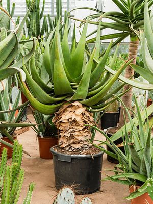 Aloe tomentosa (100-120), Stamm, im 36cm Topf, Hhe 110cm, Breite 60cm