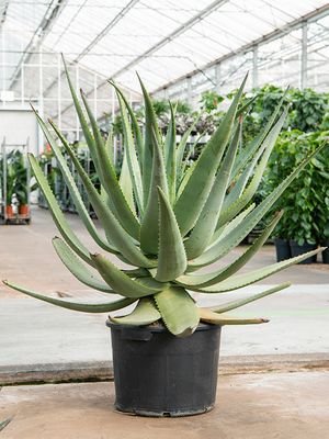 Aloe wickensii hybrid, Busch, im 45cm Topf, Hhe 100cm, Breite 100cm