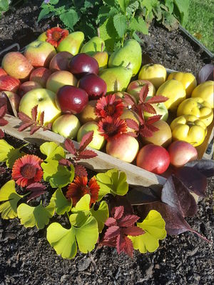 neue Apfelsorten Alte Apfelsorten Ranka Tessin Lubera