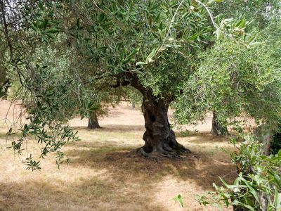Olea europaea - der Olivenbaum, Knig des Mittelmeers