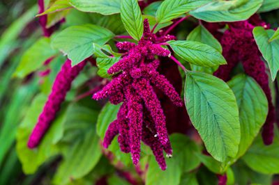 Amaranth Pflanze richtig kultivieren &ndash; das ist zu beachten