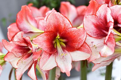 Amaryllis blht nicht &#8211; Ursache & Abhilfe