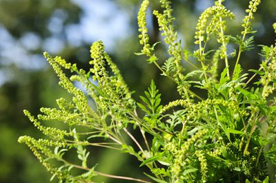 Ambrosia Pflanze &ndash; den Allergie-Ausl&ouml;ser loswerden