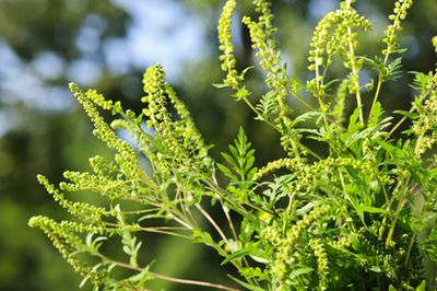 Ambrosia Pflanze – den Allergie-Auslöser loswerden