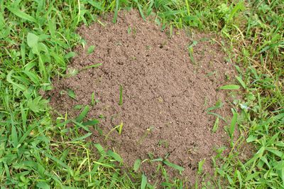 Ameisen im Rasen bek&auml;mpfen mit Hausmitteln