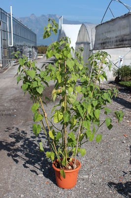 Andenbeere '(Big) Little Buddha' - Wuchs Andenbeere '(Big) Little Buddha' - Wuchs