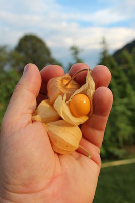 Physalis 'Little Buddha' Physalis 'Little Buddha'