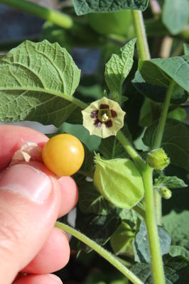Andenbeere 'Biscuit' - Beere und Blüte Andenbeere 'Biscuit' - Beere und Blüte