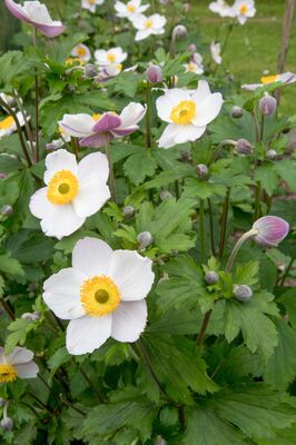 Anemone x cultorum 'Elfin Swan' (S)