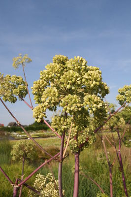 Angelica archangelica