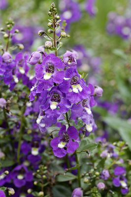 Angelonia angustifolia, Engelsgesicht, Sommer-Löwenmaul Angelonia angustifolia, Engelsgesicht, Sommer-Löwenmaul