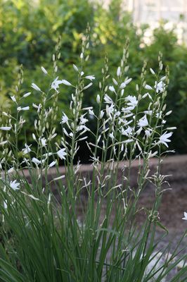 Anthericum ramosum