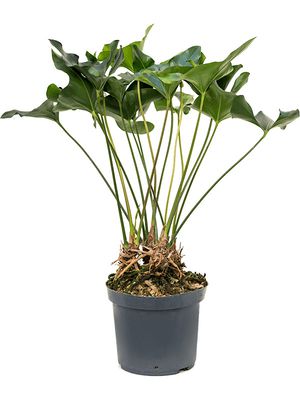 Anthurium 'Arrow', Busch, im 30cm Topf, Höhe 85cm, Breite 60cm