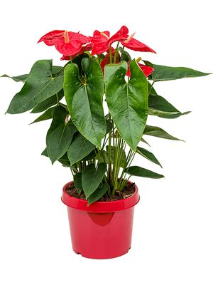 Anthurium andraeanum 'Dakota', Busch Rot, im 26cm Topf, Hhe 85cm, Breite 50cm