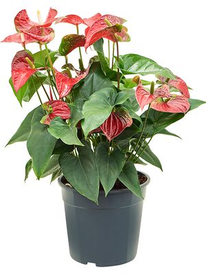 Anthurium andraeanum 'Sierra', Busch Rot, im 27cm Topf, Hhe 70cm, Breite 50cm