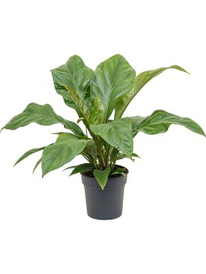 Anthurium elipticum 'Jungle Bush', Busch, im 21cm Topf, Hhe 50cm, Breite 50cm