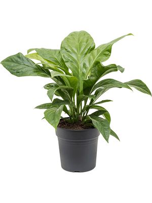 Anthurium elipticum 'Jungle Bush', Busch, im 24cm Topf, Hhe 65cm, Breite 55cm