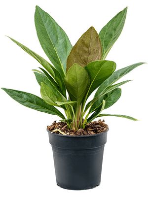 Anthurium elipticum 'Jungle' hybriden, Busch, im 17cm Topf, Höhe 45cm, Breite 35cm