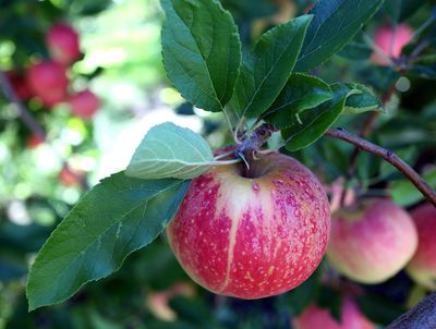 Apfelbaum schneiden im Herbst - Anleitung