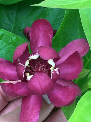 Gewürzstrauch, Nelkenpfeffer (Calycanthus floridus 'Aphrodite') Gewürzstrauch, Nelkenpfeffer (Calycanthus floridus 'Aphrodite')