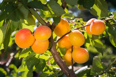 Aprikosenbaumkrankheiten erkennen und richtig behandeln