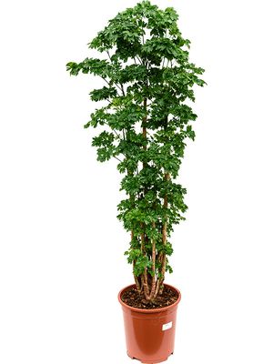 Aralia (Polyscias) 'Roble', Verzweigt, im 27cm Topf, Hhe 110cm, Breite 40cm