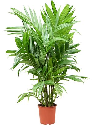 Areca triandra, Busch, im 24cm Topf, Hhe 150cm, Breite 100cm