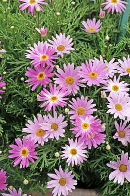 Strauchmargerite Pink, Argyranthemum frutescens