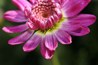 Sind Strauchmargeriten winterhart? So bringe ich die Argyranthemum frutescens sicher durch den Winter