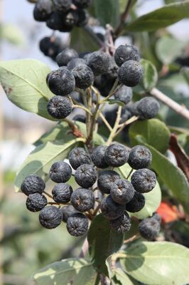 Aronia Rubina, Apfelbeere, Frchte