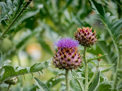 Artischocken ernten: Die Verwendung bestimmt die Erntezeit