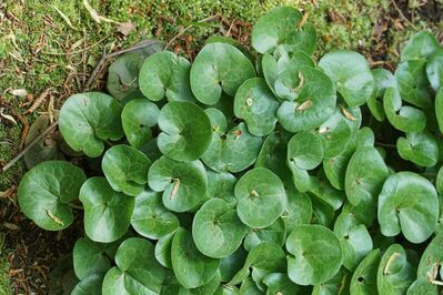 Asarum europaeum, Haselwurz