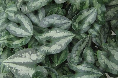 Asarum splendens, quer