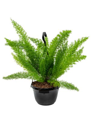 Asparagus densiflorus 'Meyers', Ampel, im 20cm Topf, Hhe 55cm, Breite 35cm