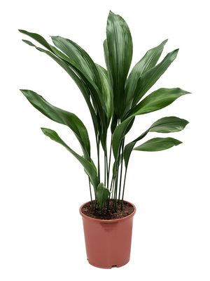 Aspidistra elatior, Tuff, im 21cm Topf, Hhe 90cm, Breite 40cm