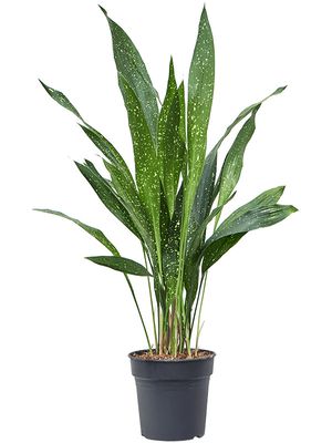 Aspidistra elatior 'milky way', Tuff, im 17cm Topf, Hhe 65cm, Breite 40cm