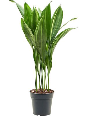 Aspidistra elatior variegata, Tuff, im 21cm Topf, Hhe 90cm, Breite 40cm