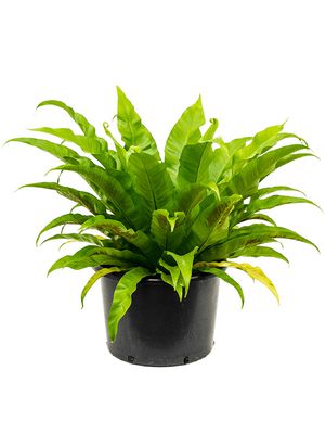 Asplenium antiquum, Busch, im 37cm Topf, Hhe 70cm, Breite 75cm