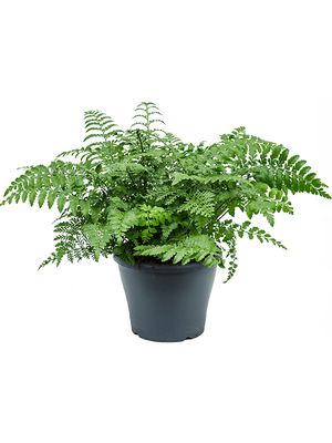 Asplenium dimorphum 'Parvati', Busch, im 21cm Topf, Hhe 45cm, Breite 50cm