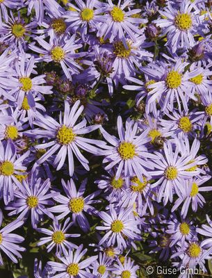 Aster ager.var. adustus 'Nanus', Ageratum, hnliche Aster