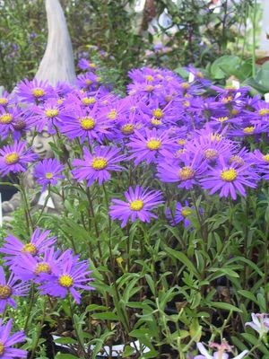 Aster amellus 'Blue King'