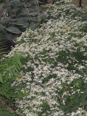 Aster divaricatus - Bltenmeer