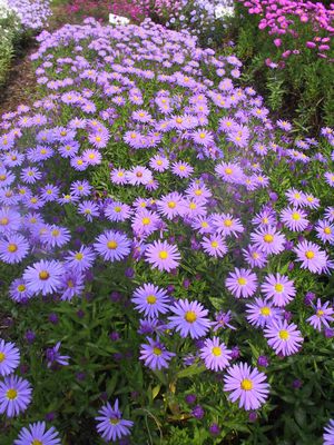 Aster dumosus 'Prof. Anton Kippenberg'