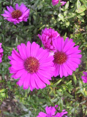 Aster dumosus 'Starlight'