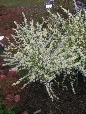 Aster ericoides 'Alaska'