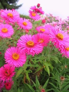 Aster novae angliae 'Alma Ptschke'