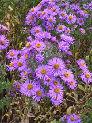 Aster novae-angliae 'Barr's Blue'