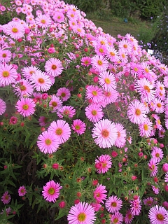 Aster novae-angliae 'Rosa Sieger'