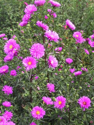 Aster novi-belgii Karminkuppel